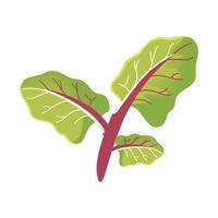 fresh lettuce leaves food healthy icon vector