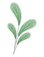 leaves of a green color on white background vector