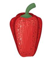 red pepper illustration vector