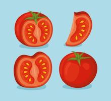 cuatro diseños de tomate vector