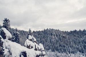 Group of Snow Covered Fir Trees. Snow-covered forest in the mountains photo