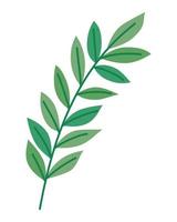 leaves branch icon vector