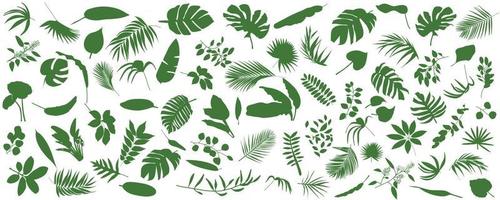 Set of Tropical leaves. Vector illustration of various green foliage isolated on white.