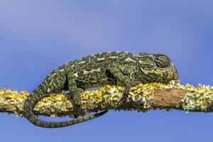 Mediterranean Chameleon on the tree