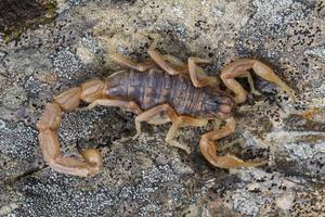 buthus escorpión scorpio occitanus foto