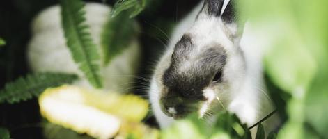 Head shot. Bunny rabbit in the undergrowth. Close up. photo