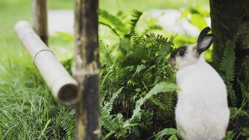 Behind of single rabbit sitting in thick growth of lawn. Bunny eating grazing young grass. Rear view. photo