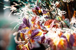 Closeup of multicolored leaves on a dark background. Colorful of different fresh leaves. Rustic leaves background. Retro style. Vintage photo. Autumn season. photo