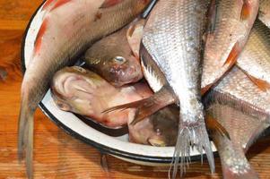 Fresh caught river fish in a bowl photo