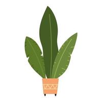 tropical leaves in pot vector