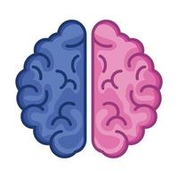 cerebro rosa y azul vector