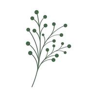 branch with seeds natural vector