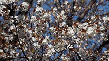 White Cherry blossoms. Sakura trees full bloom in Meguro Ward Tokyo Japan photo
