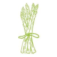 Bunch of fresh asparagus drawn sketch vector illustration