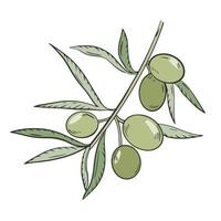 Sprig with olives and leaves vector illustration
