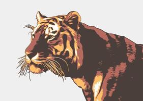 Vector tiger illustration.