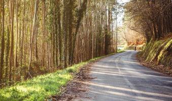 Forest road landscape with couple riding motorbike photo