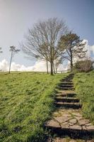 Stone stairs in grass with trees on background photo