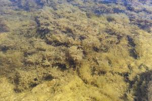 Fondo natural con vistas de algas bajo el agua. foto