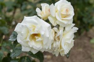 fondo natural con rosas blancas foto