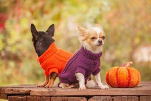 Autumn, Halloween, animals. Two small Chihuahua dogs in orange and purple sweaters next to a pumpkin photo
