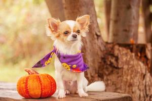 un perro chihuahua blanco con un pañuelo morado con una calabaza. halloween y animales. foto