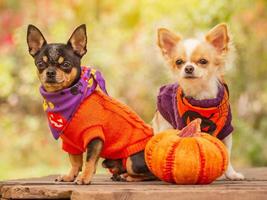 halloween, animales. Dos pequeños perros chihuahua en suéteres naranjas y morados junto a una calabaza