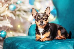 Mini perro chihuahua de pelo corto en el sofá cerca del árbol de Navidad. perro, animal y año nuevo. foto