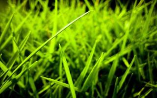 hierba verde, primer plano, vista, plano de fondo