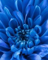 close up blue petals macro nature 2. High quality beautiful photo concept