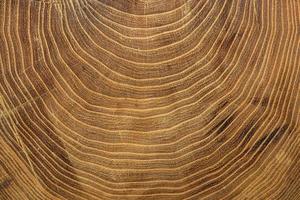 close up growth rings tree. High quality beautiful photo concept