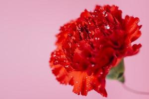 wet carnation pink