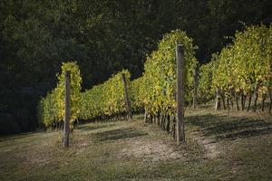 paisajes de los viñedos de la langhe piamontesa en otoño, durante el período de cosecha foto