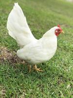 Portrait of White Hen photo