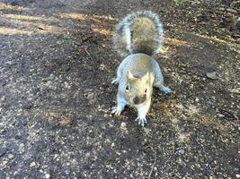 Landscape Photo of Squirrel