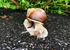 Big garden snail in shell crawling on wet road hurry home photo