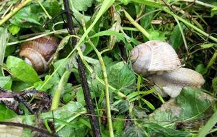 Big garden snail in shell crawling on wet road hurry home photo