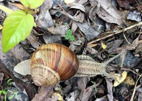 Big garden snail in shell crawling on wet road hurry home photo