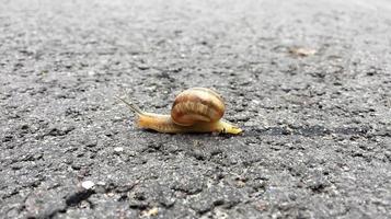 Big garden snail in shell crawling on wet road hurry home photo