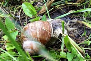 Big garden snail in shell crawling on wet road hurry home photo