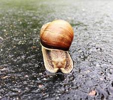 Big garden snail in shell crawling on wet road hurry home photo