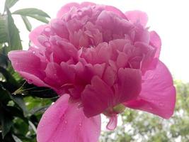 The colorful photo shows blooming flower peony with leaves
