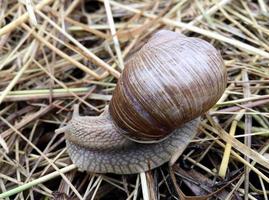 Big garden snail in shell crawling on wet road hurry home photo