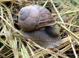 Caracol de jardín grande con concha arrastrándose por la carretera mojada date prisa en casa foto