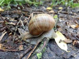 Big garden snail in shell crawling on wet road hurry home photo