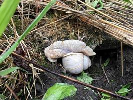 Big garden snail in shell crawling on wet road hurry home photo