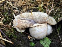 Big garden snail in shell crawling on wet road hurry home photo