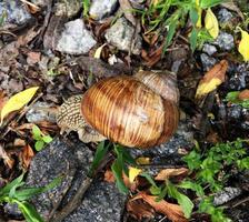 Big garden snail in shell crawling on wet road hurry home photo