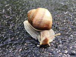 Big garden snail in shell crawling on wet road hurry home photo