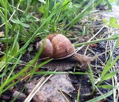 Big garden snail in shell crawling on wet road hurry home photo